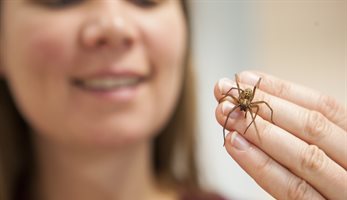 Dr-Sara-Goodacre-with-a-common-house-spider