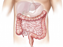 liver and intestines - from Pixabay.com