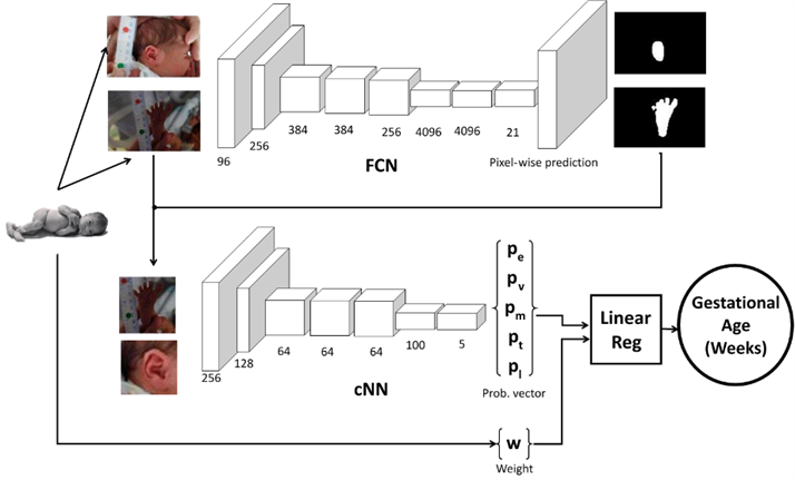 Gestational age - diagram of machine learning