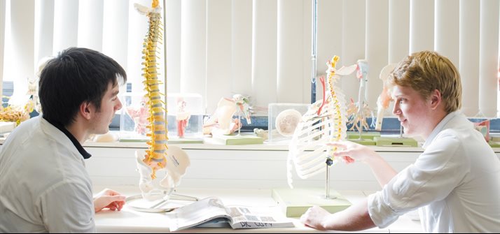 Studying the spine