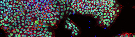 Dr Sara Pijuan-Galito research image